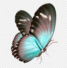 Ninos Pintados Elementos De Mariposa Sueno De Mariposa De Dibujos Animados Modelo Insecto Color Png Pngwing