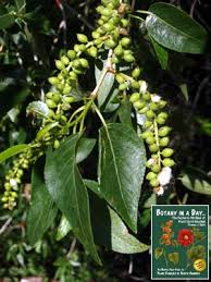 Image result for Salicaceae