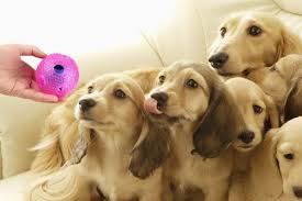 This is a really tough toy made of rubber which your golden retrievers can gnaw and chew on to their heart's contentment. 13 Best Interactive Dog Toys Of Summer 2021 On Amazon For Enrichment