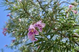 Red flowering trees in southern california. 15 Small Trees For Your Yard Or Garden Install It Direct