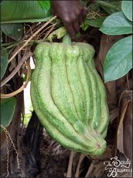 Image result for Telfairia