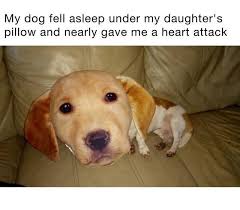 24 Mind Stretching Pics Of Skewed Perspective Funny Animal Memes Cute Funny Animals Animal Memes