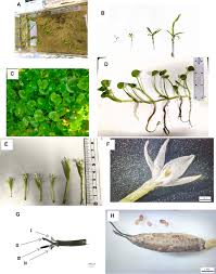 Image result for Heteranthera callifolia