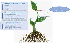 Image result for Endostemon obtusifolius