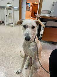 UAE: Dog shot with air gun pellets in skull, eye sockets, body; police  launch hunt for culprits | Khaleej Times