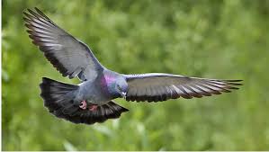 Kacang tanah makanan merpati agar cepat gemuk. Cara Membuat Merpati Balap Giring Keras Harga Obat Vitamin Jamu Pakan