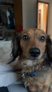 DHDR alumnus pupdate! We are doing very well together. Below is another  adorable picture of Deebo with my grandson. Deebo is a very loving dog. He  does have his naughty side though.