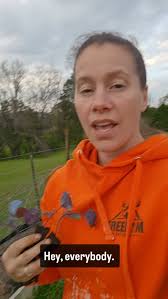 Outside planting before the rain hits. I'll get inventory updated this  evening!, #chickamaugacreekfarms #shoplocal #localgreens #eatresh