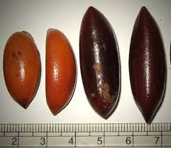 Image result for Pouteria adolfi-friedericii