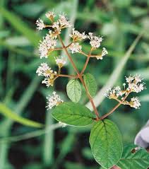 Image result for Rutidea