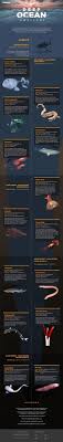 Deep Sea Creatures Infographic Animals Creatures Ocean Animals Creatures Creatu Deep Sea Creatures Ocean Dwellers Ocean Creatures