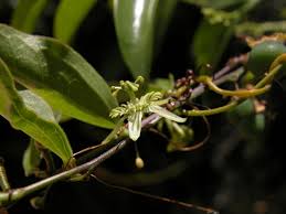 Image result for Passiflora suberosa