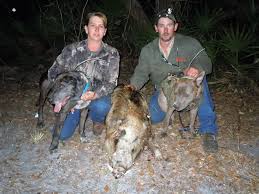 That is thanks to the alarmingly high rates with which hog populations increase, especially the main thing here is that you don't even need a hunting license to kill hogs on private land in florida. Florida Wild Boar Hunting Florida Hog Hunting Okeechobee