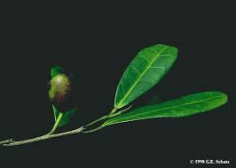 Image result for Trilepisium madagascariense
