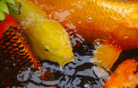 Goldfish naturally spawn in the late spring and early summer. Top 10 Misconceptions About Koi Ponds Reflections Water Gardens