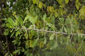 Image result for Gymnosporia senegalensis