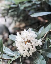 Beautiful Rhododendrons Are Abloom In The Great Smoky Mountains Smoky Mountains Spring Flowers Great Smoky Mountains