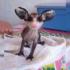 Baby Opossum Look At Its Cute But Big Ears Cutest Baby Ever Omg I Love Possums Look At That Cute Nose So Kissa Cute Baby Animals Baby Opossum Cute Animals