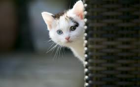 Custom made unique wallpaper designed to suit you with quick free worldwide shipping! Cute Cat Wallpaper 55 Best Cute Cat Wallpaper And Images On Wallpaperchat