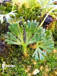 Image result for Elaphoglossum