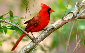 Simple cardinal bird house plans. Birdhouses Birdbaths Better Homes Gardens