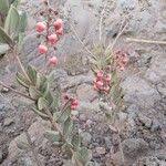 Image result for Agarista salicifolia