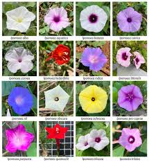 Image result for Ipomoea venosa