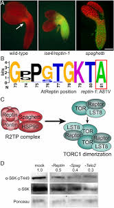 Maybe you would like to learn more about one of these? Tor Dynamically Regulates Plant Cell Cell Transport Pnas