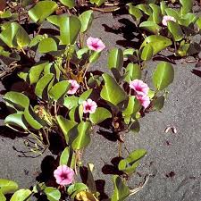 Image result for Ipomoea venosa