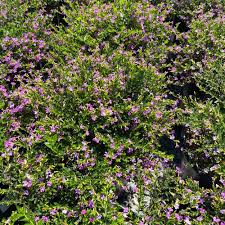 Image result for Cuphea hyssopifolia