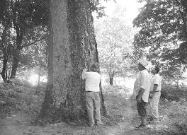 Adorno pecera acuario resina árbol raíz monstruo gigante. Http Orton Catie Ac Cr Repdoc A2695e A2695e Pdf