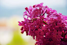 Scarica 4.379.059 fiori immagini e archivi fotografici. 3097710 Bellissimi Fiori Fiori Rosa Primavera Fiori Primaverili 4k Wallpaper E Sfondo Immagini Di Scorta Gratis Tokkoro Com Sfondi Hd Incredibili