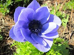 Anemone Coronaria Mr Fokker Anemone Indoor Flowering Plants Plant Mister