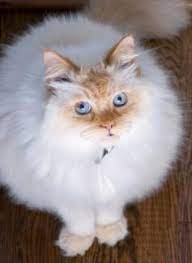 For this reason, flame point himalayans will always show a small amount of tabby striping even on solid cats. Flame Point Himalayan Kittens And Cats Lovetoknow