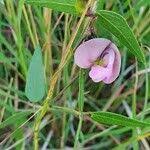 Image result for Wajira grahamiana