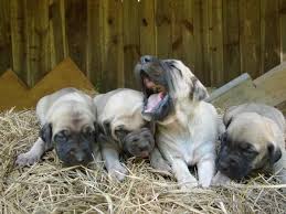 Ladner bloodline all the way! Young S Black Mouth Curs Blackmouth Cur Breeder Young Harris Georgia