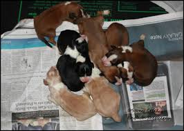 We did not find results for: Ll Page Litter Stony Creek English Shepherds