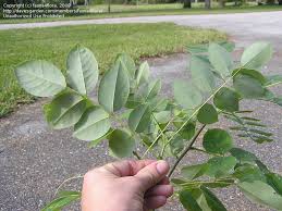 Image result for Lonchocarpus