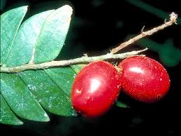 Image result for Anisophyllea boehmii