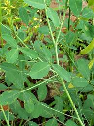 Image result for Crotalaria laburnifolia