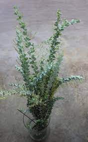 Acacia Knifeblade Stevens And Son Acacia Types Of Flowers Foliage