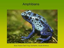 Scientists exploring rivers, mountains and rainforest discover new insects, fish and frogs. Amphibians Blue Poison Dart Frog Suriname South America Ppt Download