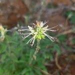 Image result for Ocimum filamentosum