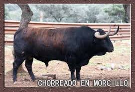 Un Toro Chorreado En Morcillo Toros Toros De Lidia Toros Bravos