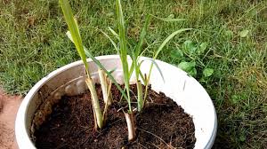Growing lemongrass from seeds is easy and requires little to no care, once established. How To Grow Lemongrass From Stalks Dietplan 101 Com Youtube