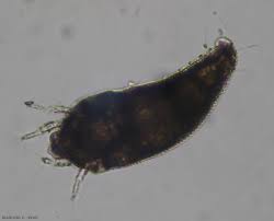 Image result for Calepitrimerus vitis