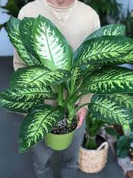 Xlarge Dumbcane 8 Pot Live Dieffenbachia Dumbcane Live Tropical Houseplant House Plants Container Plants Plant Decor Indoor