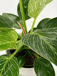 Make sure this water is lukewarm so it doesn't shock your plant. Philodendron Birkin Care Difficulty Easy Amiesue Com