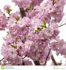 Die japanische kirschblüte (sakura) blüht je nach gegend in japan von ende märz bis anfang mai. Kirschbaum Bluht Im Fruhjahr Stockbild Bild Von Zweig Pink 114689219
