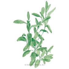 Ornamental and medicinal plants of the mint family, lamiaceae. Broadleaf Sage Seeds Herbs Botanical Interests